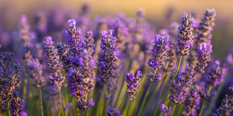 The Lavender Blossoms in a Sunlit Field with Vibrant Purple Bokeh Background