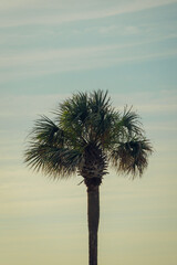 palm tree against sunset sky