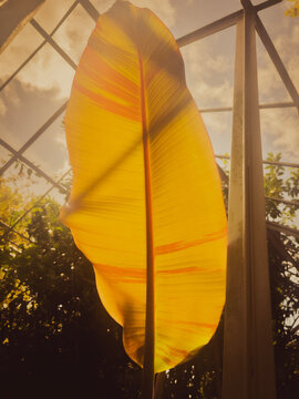 yellow leaf in the park