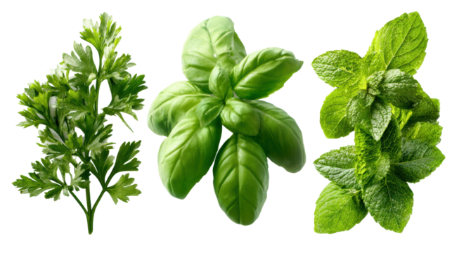 Fresh herbs including parsley, basil, and mint on a white isolated background.