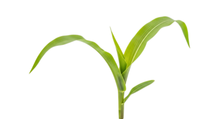 Young green corn sprout emerging from soil, symbolizing growth and agriculture