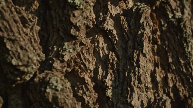 Abstract macro close-up of rough brown old tree bark texture and pattern in a forest