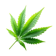Single Green Cannabis Leaf with Serrated Edges on Black Background marijuana hemp, Isolated On White, Png Transparent, Cut Out