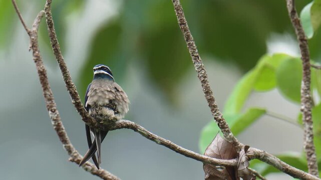 A whiskered treeswift (Hemiprocne comata) bird is brooding its chicks in a nest on a branch. It is a bird with a very small nest, smaller than its own body