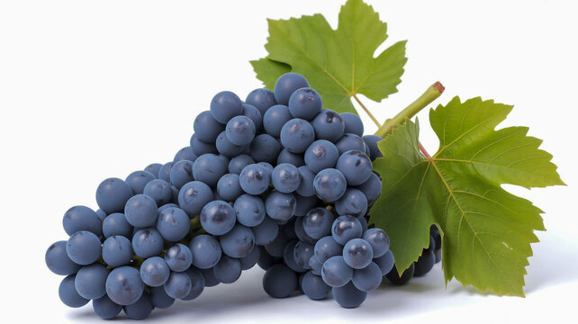 Fresh dark purple grapes with green leaves healthy fruit harvest vine ripe.