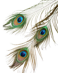 Obraz premium Beautiful peacock feathers with vibrant colors and intricate patterns create stunning visual display. iridescent eyespots add touch of elegance