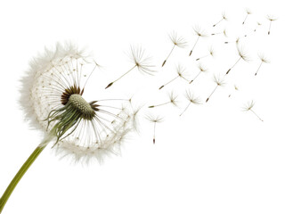 Dandelion puff releasing seeds into air, symbolizing freedom and nature beauty. delicate white seeds float gracefully, creating serene atmosphere