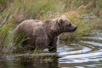 Obraz premium Alaskan brown bear fishing for salmon