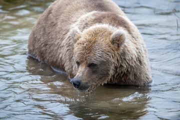 Fototapeta premium Alaskan brown bear fishing for salmon