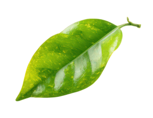 Green Leaf with Speckled Texture on Transparent Background