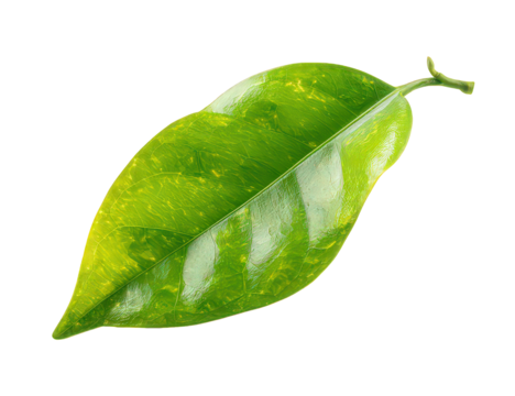 Green Leaf with Speckled Texture on Transparent Background