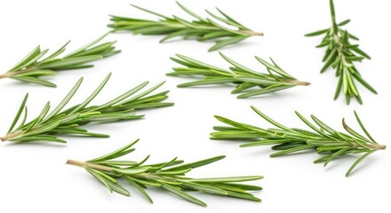 Fototapeta premium Assortment of Fresh Rosemary Sprigs on White Background