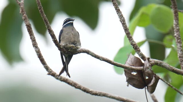 A whiskered treeswift (Hemiprocne comata) bird is brooding its chicks in a nest on a branch. It is a bird with a very small nest, smaller than its own body