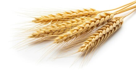 Bunch of Golden Wheat Stalks on White Background grain