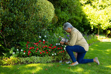 Fototapeta premium Senior female gardener kneeling beside flower bed in garden trimming blooms with shears, copy space