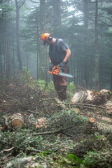 Lumberjack man with chainsaw with orange hard hat in green lush forest chopping down timber, trees, lumber and logs.