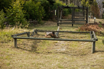 Male soldier crawling under cargo net on forest course wearing camouflage uniform and combat boots
