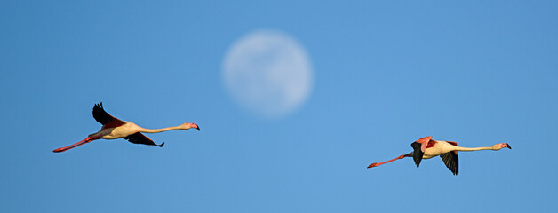 Flamingos flying beneath the moon (Flamingo, flamenco)