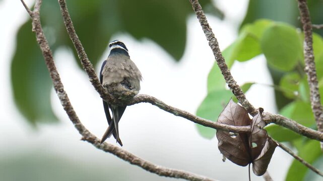 A whiskered treeswift (Hemiprocne comata) bird is brooding its chicks in a nest on a branch. It is a bird with a very small nest, smaller than its own body