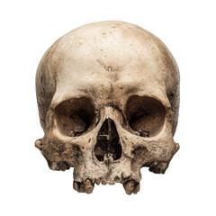 Obraz premium Human skull study for educational purposes and artistic expression on a transparent background, cut out