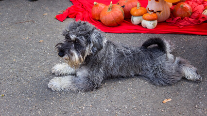 miniaturepurebred dog, gray mini miniature schnauzer, curly puppy, lies, outstretched paws, muzzle,...