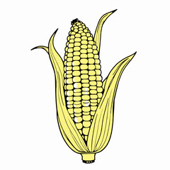 Yellow Corn Cob with Green Husks Illustration maize