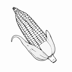 Black and white illustration of a single ear of corn with leaves