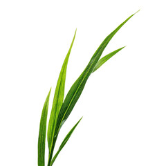 Obraz premium Close Up of Vibrant Green Grass Blades with Detailed Veins on a Black Background leaf plant, Isolated On White, Png Transparent, Cut Out