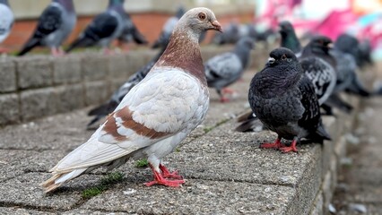 A unique brown and white pigeon standing next to a dark one, capturing contrast and diversity in urban wildlife