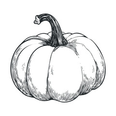 Engraving-style drawing of a whole, uncarved autumn gourd.