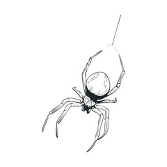 Black and white sketch of a spider dangling from a thread.
