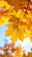 Fototapeta premium Autumn leaves against a clear sky
