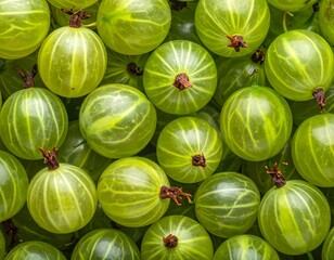 Close-up view of many fresh green gooseberries