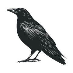 Fototapeta premium Detailed black woodcut drawing of a crow standing in profile.&nbsp;