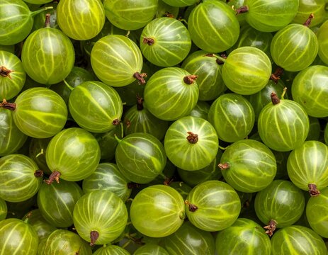 Close-up view of many green gooseberries - Powered by Adobe