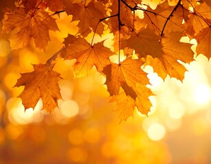 Fototapeta premium Autumn leaves in sunlight