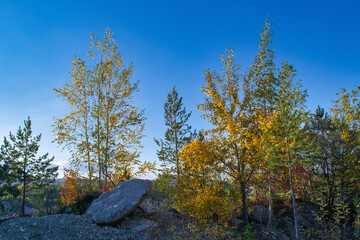 Autumn trees against the blue sky close-up
