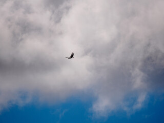 A bird flying on a cloudy sky