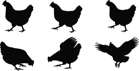 chicken, bird, poultry, animal, silhouette, icon, vector, illustration, black, white, standing, walking, flying, pecking, posture, feathers, farm, domestic, behavior, design