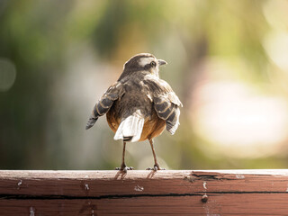 A mockingbird in nature