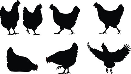 chicken, bird, poultry, animal, silhouette, icon, vector, illustration, black, white, standing, walking, flying, pecking, resting, posture, feathers, farm, domestic, behavior, design