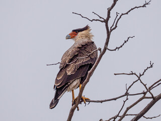 A Carancho bird