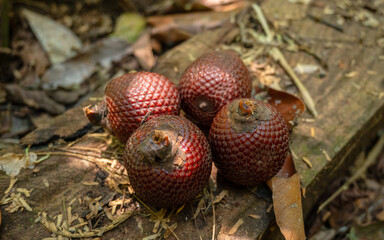 Aguaje or Buriti, an Amazonian fruit from the Mauritia flexuosa palm, sustainably harvested by Amazonian communities in Madre de Dios; a superfruit with skin-benefiting properties, used in cosmetics