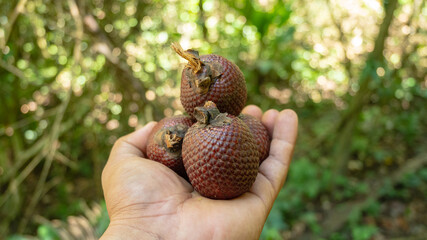 Aguaje or Buriti, an Amazonian fruit from the Mauritia flexuosa palm, sustainably harvested by Amazonian communities in Madre de Dios; a superfruit with skin-benefiting properties, used in cosmetics