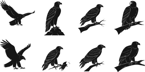 eagle, bird, wildlife, animal, raptor, silhouette, icon, vector, illustration, black, white, perched, flying, landing, standing, hunting, posture, anatomy, feathers, predator, study, behavior
