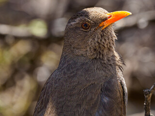 Obraz premium Common Blackbird