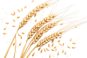 Golden wheat stalks and grains on a dark background