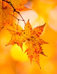 Fototapeta premium Autumn maple leaf in golden light