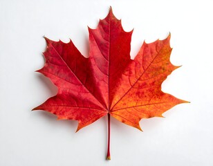 Autumn maple leaf
