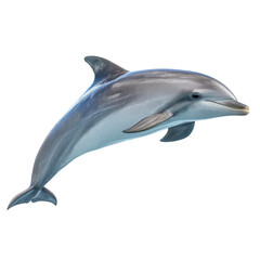 Fototapeta premium Playful Dolphin Swimming Gracefully in Ocean Waters
